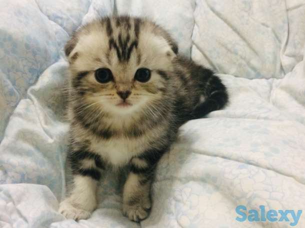 Продам породистых котят, фотография 1