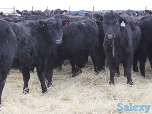 Абердин Ангус Племенные, фотография 1
