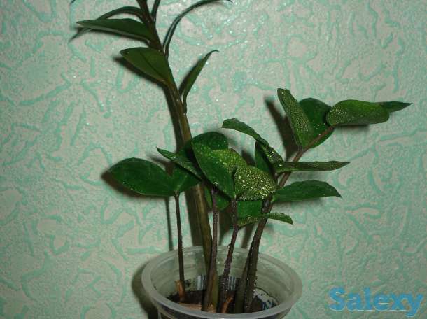 Продам долларове дерево, фотография 1