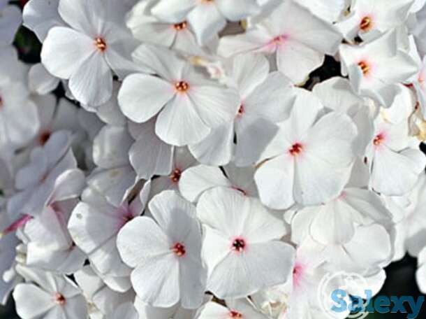 Флокс метельчатый Попай, фотография 1