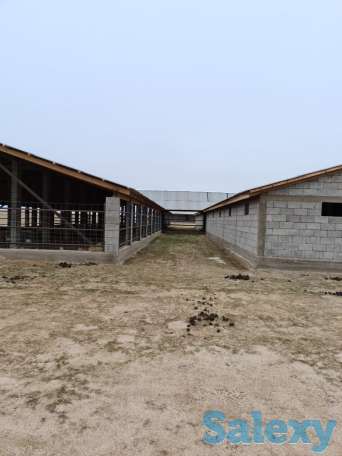 Фазенда (ферма), Капчагай-Курты 25 км, фотография 7