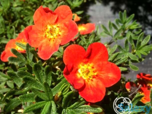 Лапчатка ред айс, фотография 1