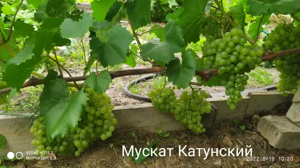 Продам саженцы винограда, фотография 8