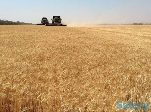 Продам зерно 3,4,5 класс, фотография 2