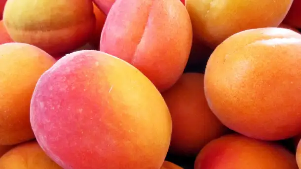 Самарканд абрикосы, фотография 1