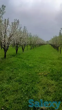 Продам яблоневый сад, фотография 3