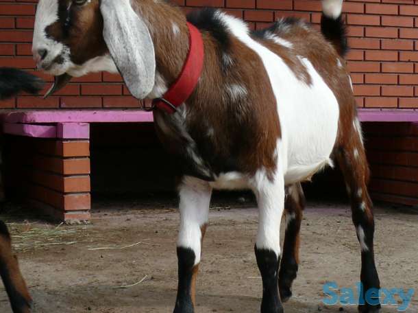 Племенные козы Англо-нубийскиой породы (скот из Европы класса Элита и Элита Рекорд), фотография 6