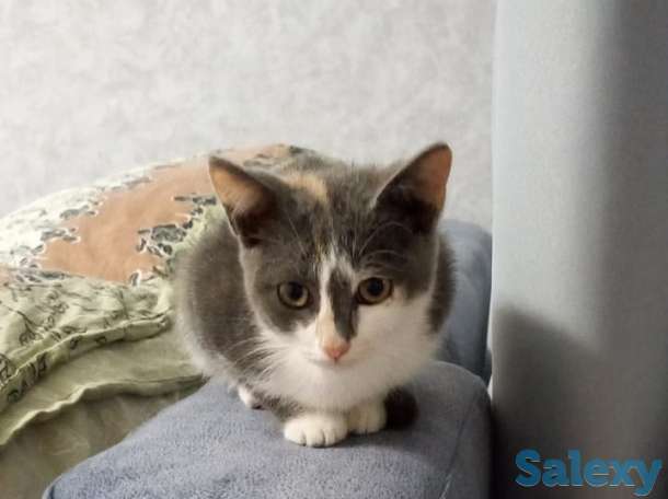 Отдам котенка в хорошие руки!, фотография 2