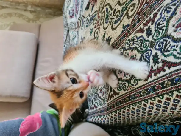 Милый котенок ищет хозяина, фотография 3