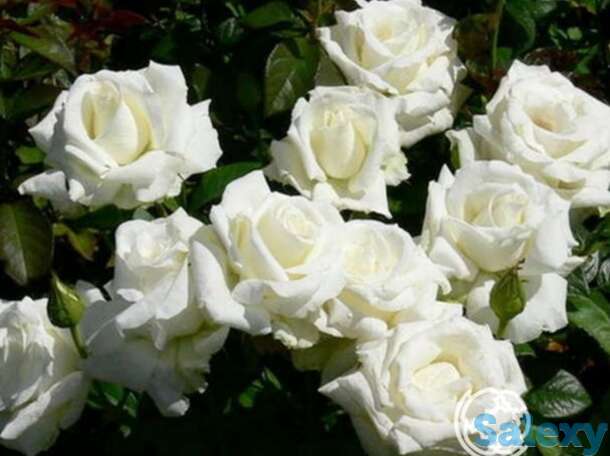 Роза метрополитен чайно-гибридная, топалович, фотография 1