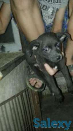 В добрые руки, фотография 1