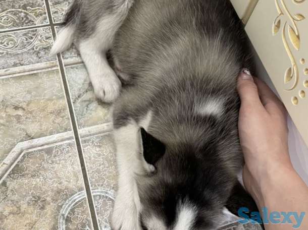 Щенок Хаски 2мес, фотография 8