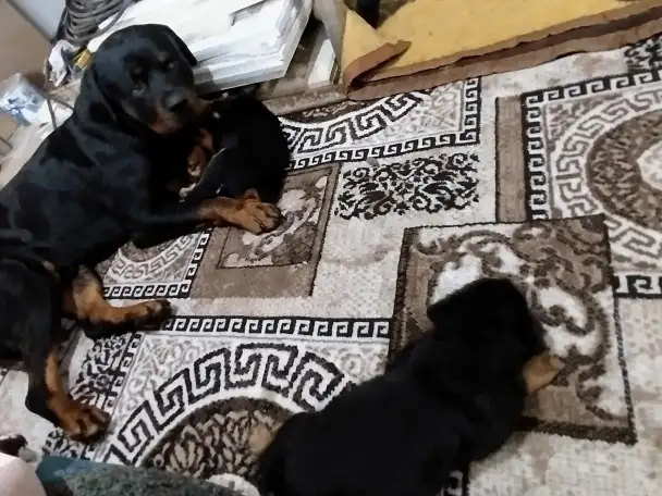 Продам, фотография 3