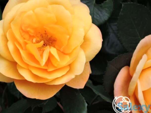 Роза страйк ит рич, викс, фотография 1