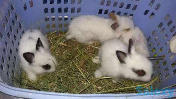 Карликовые львиноголовые крольчата, фотография 1