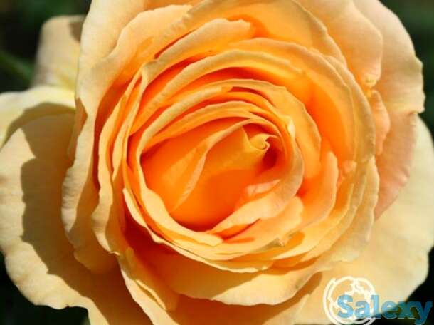 Роза кэндллайт чайно-гибридная, тантау, фотография 1