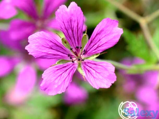Герань садовая А.Т. Джонсон, фотография 1