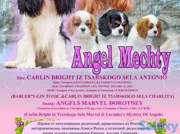 Питомник кавалер кинг чарльз спаниелей 