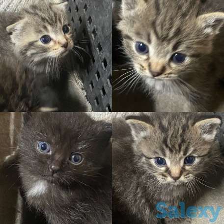 Отдадим котят, фотография 1