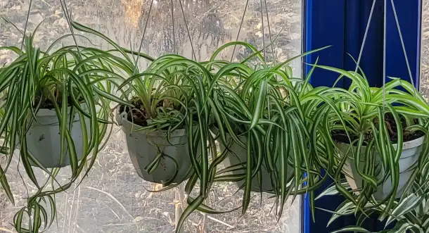 Хлорофитум, фотография 4