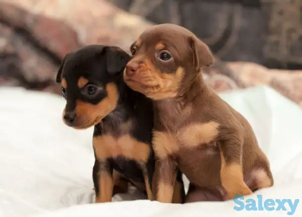 Куплю щенка той терьера, фотография 1