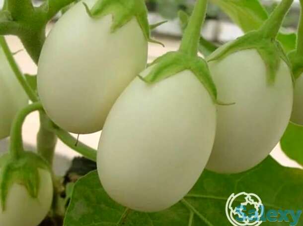 Семена Баклажан Пинг-понг F1, фотография 1