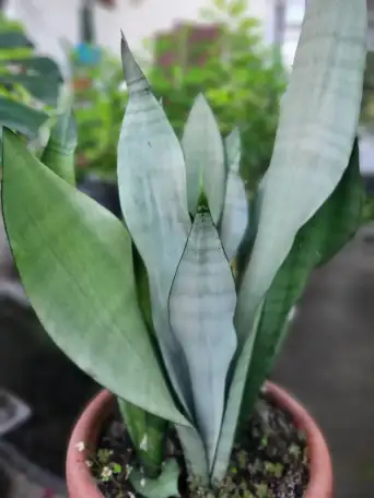 Продам Сансевиерию, фотография 3