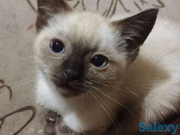 Отдам в хорошие руки!, фотография 1