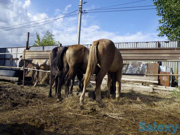 Лошади, конина, фотография 5