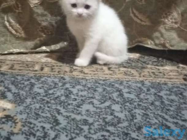 Отдам очаровательных котят., фотография 2