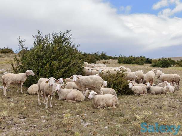 Племенные овцы Лакон (скот из Европы класса Элита и Элита Рекорд), фотография 2