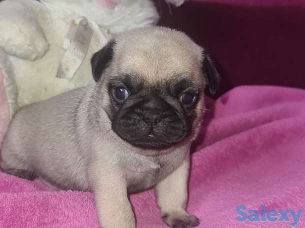 продам щенка мопса, фотография 4