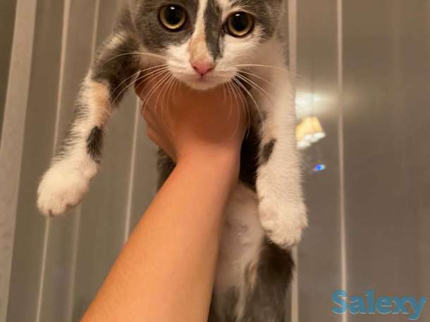 Отдам котенка в хорошие руки!, фотография 2