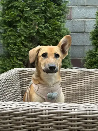 Щенок в хорошие руки, фотография 2