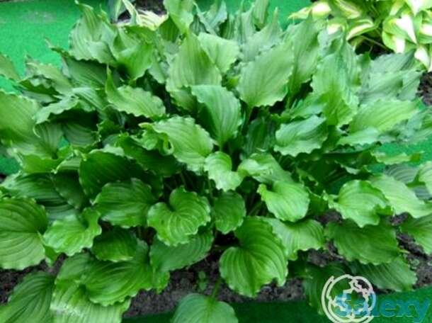 Хоста Стирфри (SM), фотография 1