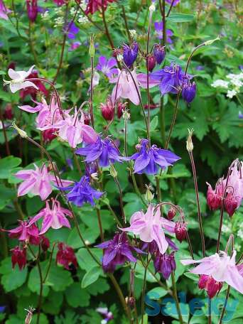 Продажа цветов, фотография 10