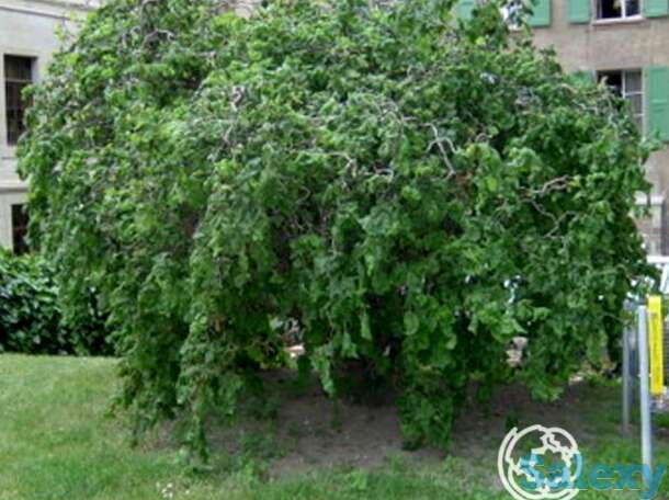 Лещина обыкновенная, фотография 1