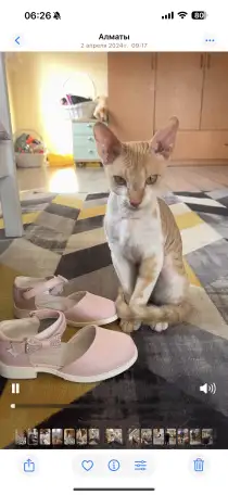 Пропал кот СФИНКС рыжий велюровый Вознаграждение 200.000, фотография 4