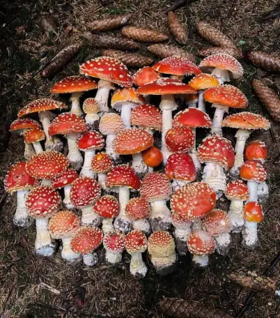 Fungopoles, фотография 2