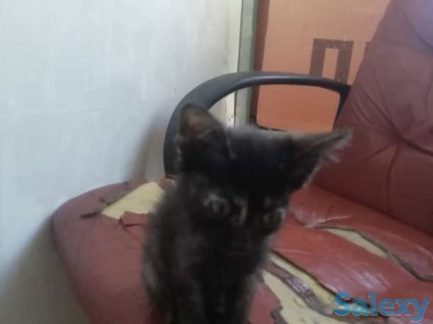 Отдам котят, фотография 3