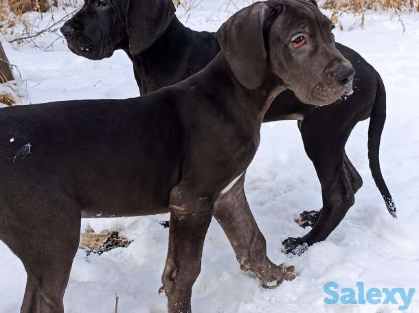 Продам щенков немецкого дога, фотография 11