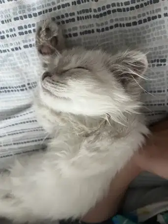 Продаю Кошку 5-6 месячную в добрые руки, фотография 7