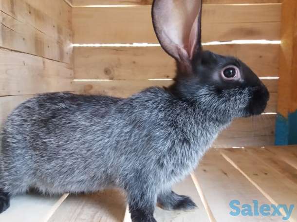 Продам  мясо кролика, фотография 6