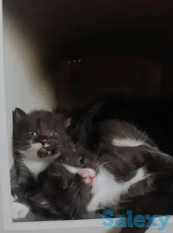 Отдам котят в добрые руки, фотография 3