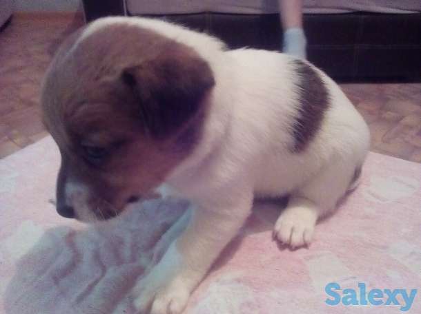 Продам предлагаем к продаже щенков, фотография 2