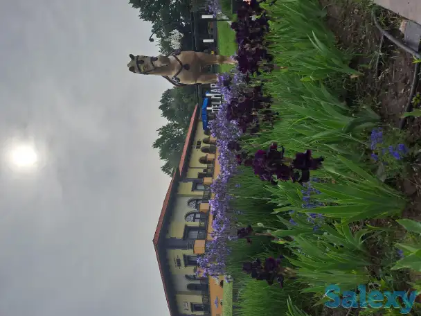 Срочно требуется повар универсал, фотография 1