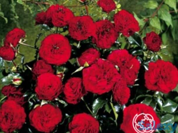 Роза фоерланд флорибунда, топалович, фотография 1