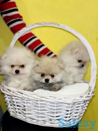 Продам щенков померанского шпица, фотография 1