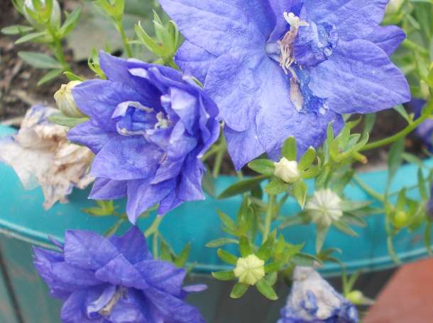 кампанула, фотография 2