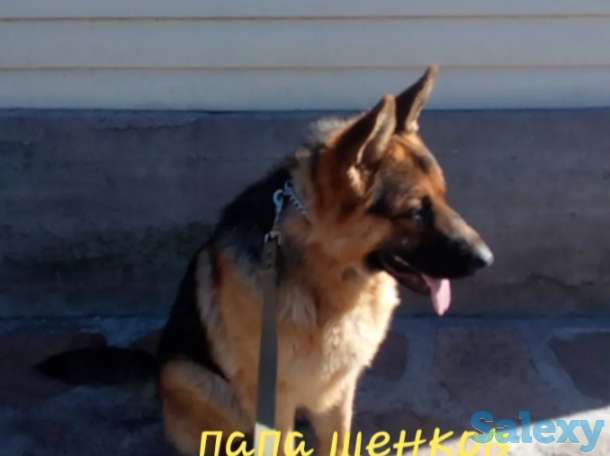Продаётся щенок немецкой овчарки, фотография 2